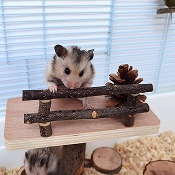 ロングタイプ75g20本前後、乾燥梨の木、小動物デグーハムスターおもちゃかじり木 Amazon.co.jp: [Croixx] ハムスター 歯磨き (天然木) うさぎ